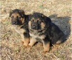 Small Photo #1 German Shepherd Dog Puppy For Sale in MORRISVILLE, MO, USA