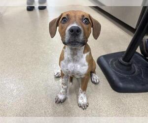 Pointer-Unknown Mix Dogs for adoption in Grand Prairie, TX, USA