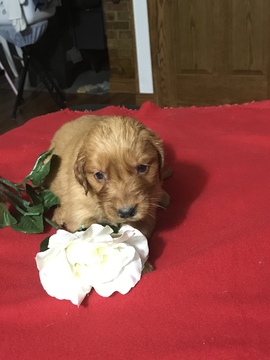 Medium Photo #3 Golden Retriever Puppy For Sale in ALTONA, IN, USA