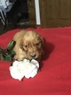 Small Photo #3 Golden Retriever Puppy For Sale in ALTONA, IN, USA