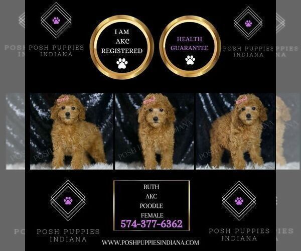 Medium Photo #101 Poodle (Miniature) Puppy For Sale in WARSAW, IN, USA