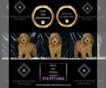 Small Photo #101 Poodle (Miniature) Puppy For Sale in WARSAW, IN, USA