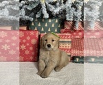 Puppy Mistletoe Golden Retriever