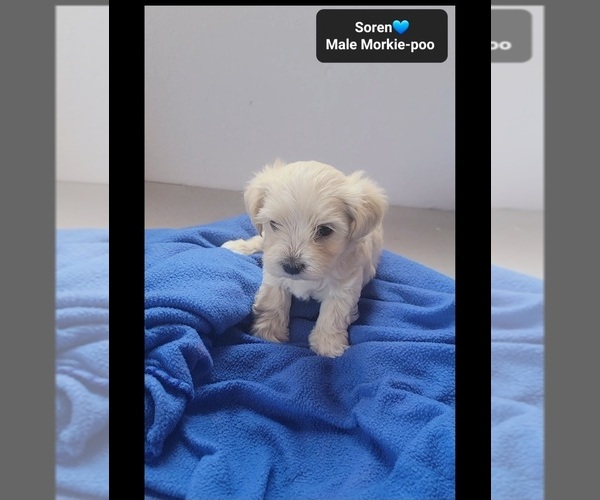 Medium Photo #3 Morkie Poo (Toy) Puppy For Sale in TUCSON, AZ, USA
