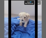 Small #2 Morkie Poo (Toy)