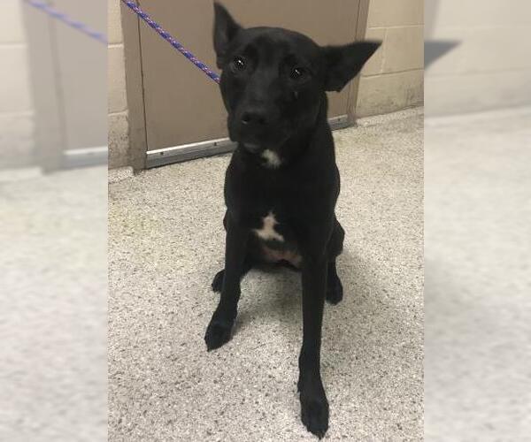 Medium Photo #1 Mutt Puppy For Sale in Conroe, TX, USA