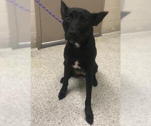 Mutt Dogs for adoption in Conroe, TX, USA