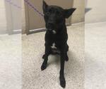 DENVER - Female Mutt Dog for Adoption - Small photo
