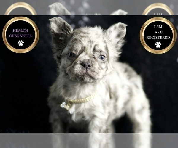 Medium Photo #96 French Bulldog Puppy For Sale in WARSAW, IN, USA