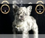 Small Photo #96 French Bulldog Puppy For Sale in WARSAW, IN, USA
