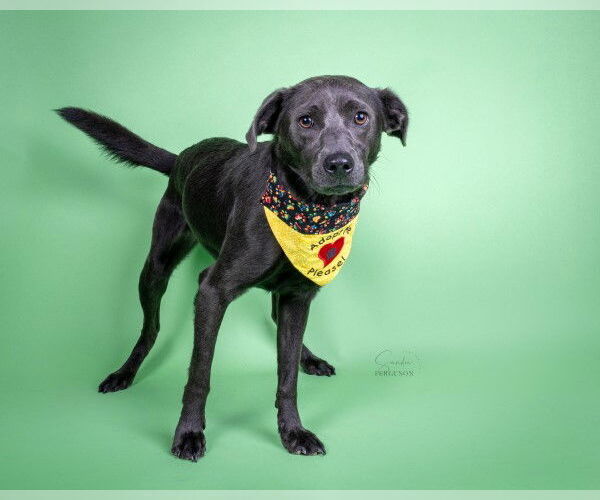 Medium Photo #8 Labrador Retriever-Unknown Mix Puppy For Sale in Germanton, TN, USA