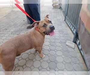 American Pit Bull Terrier Dogs for adoption in Rancho Cucamonga, CA, USA