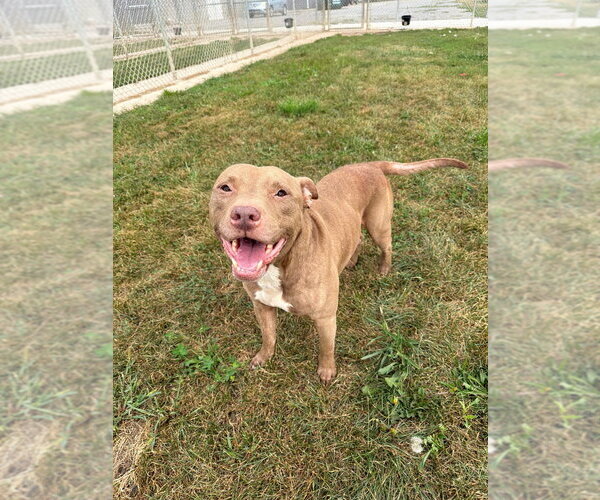 Medium Photo #3 American Staffordshire Terrier-Unknown Mix Puppy For Sale in Pierceton , IN, USA