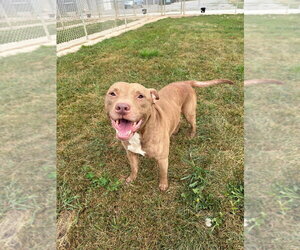 Rooster - Male American Staffordshire Terrier-Unknown Mix Dog for Adoption - Photo #3