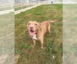 Small Photo #3 American Staffordshire Terrier-Unknown Mix Puppy For Sale in Pierceton , IN, USA