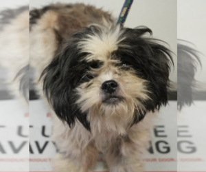 Shih Tzu Dogs for adoption in Brooklyn, NY, USA