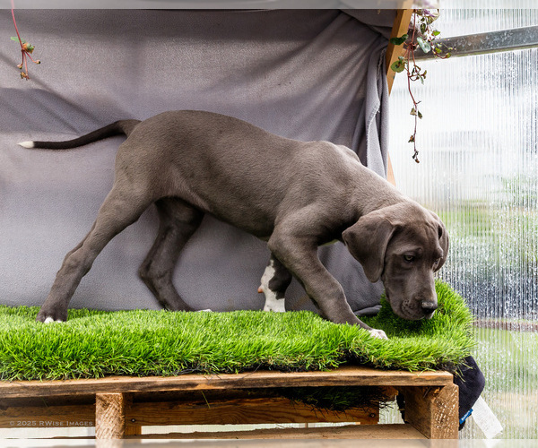 Medium Photo #5 Great Dane Puppy For Sale in WAKARUSA, IN, USA