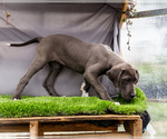 Small #4 Great Dane