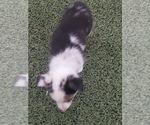 Small Photo #7 Aussie-Corgi Puppy For Sale in BRIGGSDALE, CO, USA
