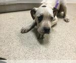 Small Boxer Mix