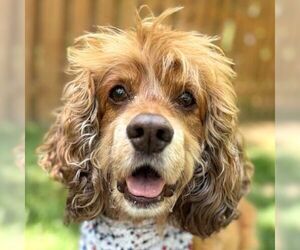 Cocker Spaniel Dogs for adoption in Arlington, VA, USA