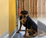Small #1 Doberman Pinscher Mix