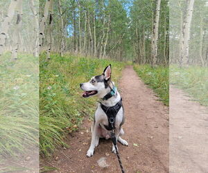 Huskies -Unknown Mix Dogs for adoption in Fort Collins, CO, USA