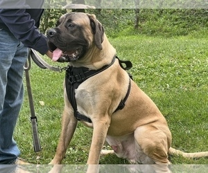 Mastiff Puppy for sale in EAST SPARTA, OH, USA