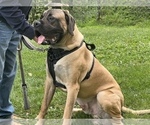 Small Photo #1 Mastiff Puppy For Sale in EAST SPARTA, OH, USA