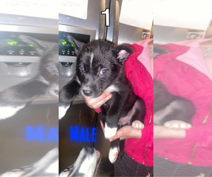 Australian Shepherd-Siberian Husky Mix Puppy for sale in WICHITA, KS, USA