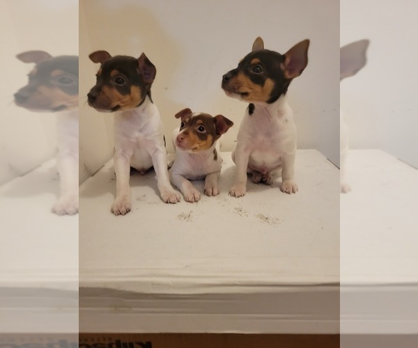 Medium Photo #3 Rat Terrier Puppy For Sale in COLUMBIA, SC, USA