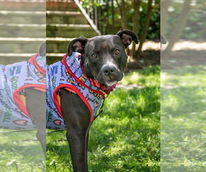 American Pit Bull Terrier Dogs for adoption in Alexandria, VA, USA