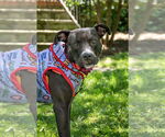 Small Photo #1  Puppy For Sale in , 
