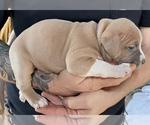 Small American Bully