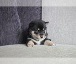 Small Photo #2 Shiba Inu Puppy For Sale in MIAMI, FL, USA