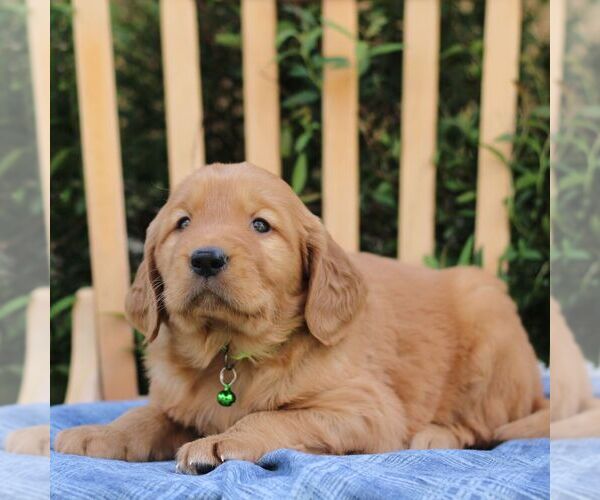 Medium Photo #2 Golden Irish Puppy For Sale in BLAIN, PA, USA