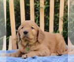 Small #1 Golden Irish