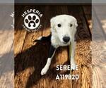 Small #1 Border Collie