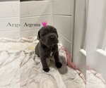 Small Photo #13 Cane Corso Puppy For Sale in COLONIAL HEIGHTS, VA, USA