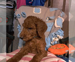 Small #3 Poodle (Standard)