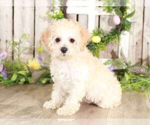 Poodle (Miniature) Puppy for sale in MOUNT VERNON, OH, USA