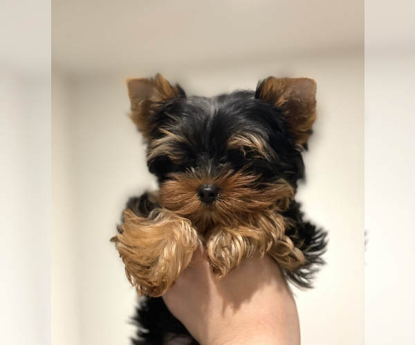 Medium Photo #2 Yorkshire Terrier Puppy For Sale in ARCADIA, CA, USA
