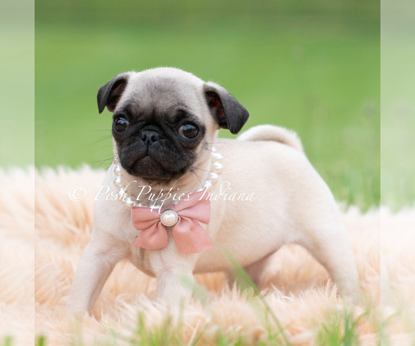 Medium Photo #5 Pug Puppy For Sale in WARSAW, IN, USA