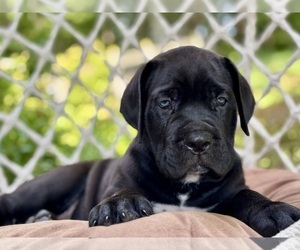 Cane Corso Puppy for sale in NEWTON, NJ, USA