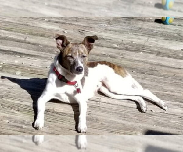 Medium Photo #8 Jack Russell Terrier-Unknown Mix Puppy For Sale in Mount Laurel, NJ, USA