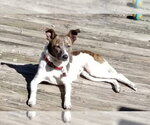 Small Photo #8 Jack Russell Terrier-Unknown Mix Puppy For Sale in Mount Laurel, NJ, USA