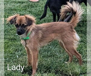 Chihuahua-Unknown Mix Dogs for adoption in San Bernardino, CA, USA