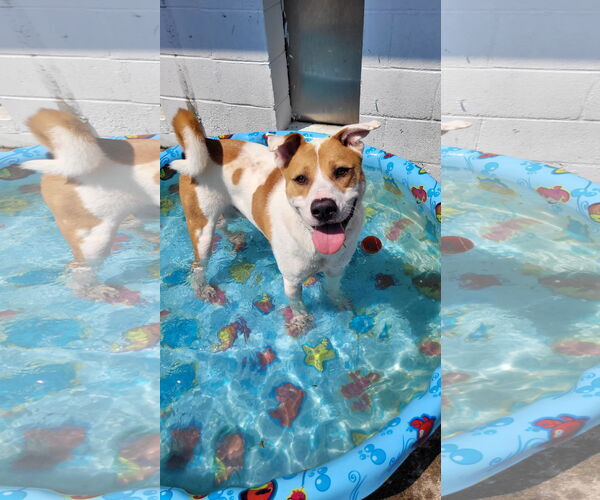 Medium Photo #14 Akita-Labrador Retriever Mix Puppy For Sale in Rockaway, NJ, USA