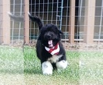 Small Photo #4 Pyredoodle Puppy For Sale in SALUDA, SC, USA