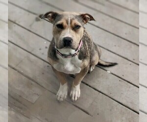 Mother of the American Bully puppies born on 03/02/2025